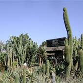 California Nursery Specialties - Cactus Ranch