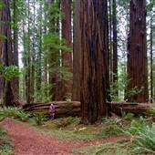 Grizzly Creek Redwoods State Park (SP)
