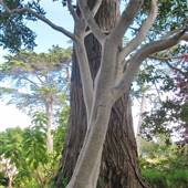 La Mirada Gardens