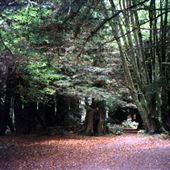 Pomo Canyon (Sonoma Coast SP)