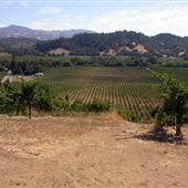 Raymond Burr Vineyards - Deer Creek Valley