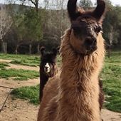 New Leaf Llama Farm