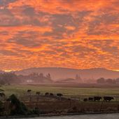 Petaluma Hill Farm
