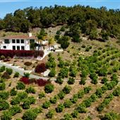 The Little Lemon Farm