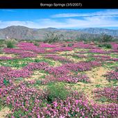 Borrego Springs