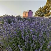 California Lavender Honey Farm