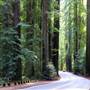 Humboldt Redwoods State Park (SP)
