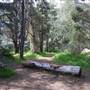 Griffith Park Redwoods - Cedar Grove