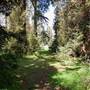 Griffith Park Redwoods - Cedar Grove
