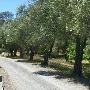 Blue Rock Vineyard