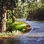 Fern Canyon Road
