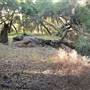 Chumash Indian Museum