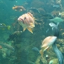 California Academy of Sciences