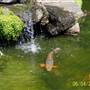 Japanese Tea Garden - San Mateo Central Park & Recreation Center