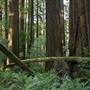 Grizzly Creek Redwoods State Park (SP)