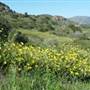 Santa Susana Pass State Historic Park (SHP) and former Spahn Movie Ranch