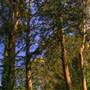 San Bruno Mountain State Park (SP)