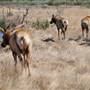 Tule Elk State Natural Reserve (SNR)