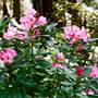 Kruse Rhododendron State National Reserve (SNR)