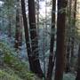 Butano State Park (SP)