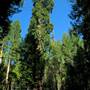 Calaveras Big Trees State Park (SP)