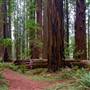 Grizzly Creek Redwoods State Park (SP)
