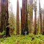 Jedediah Smith Redwoods State Park (SP) within the Redwood National and State Parks