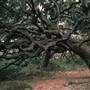Los Osos Oaks State Natural Reserve (SNR)