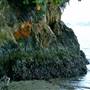 Tomales Bay State Park (SP)
