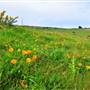 San Bruno Mountain State Park (SP)