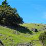 Mount Tamalpais State Park (SP)