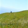 Mount Tamalpais State Park (SP)
