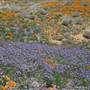 Antelope Valley California Poppy Reserve State Natural Reserve (SNR)