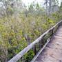 Van Damme State Park (SP) / Beach / Pygmy Forest / Fern Canyon Trail / Spring Ranch Trail