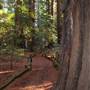 Richardson Grove State Park (SP)