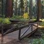 Calaveras Big Trees State Park (SP)