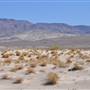 Olancha Sand Dunes - Bureau of Land Management - California Desert District - Ridgecrest Field Office - BLM - Off Highway Vehicle Area - OHV