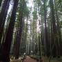 Armstrong Redwoods State Natural Reserve (SNR)