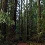 Armstrong Redwoods State Natural Reserve (SNR)