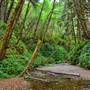 Prairie Creek Redwoods State Park (SP) within the Redwood National and State Parks