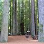Jedediah Smith Redwoods State Park (SP) within the Redwood National and State Parks