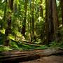 Portola Redwoods State Park (SP)