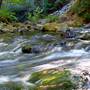 Samuel P. Taylor State Park (SP)