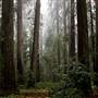 Hendy Woods State Park (SP)