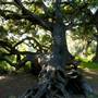 Los Osos Oaks State Natural Reserve (SNR)