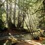 Forest of Nisene Marks State Park (SP), The
