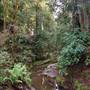 Forest of Nisene Marks State Park (SP), The