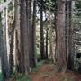 Sinkyone Wilderness State Park (SP)