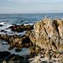 Asilomar State Beach and Conference Grounds