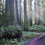 Jedediah Smith Redwoods State Park (SP) within the Redwood National and State Parks